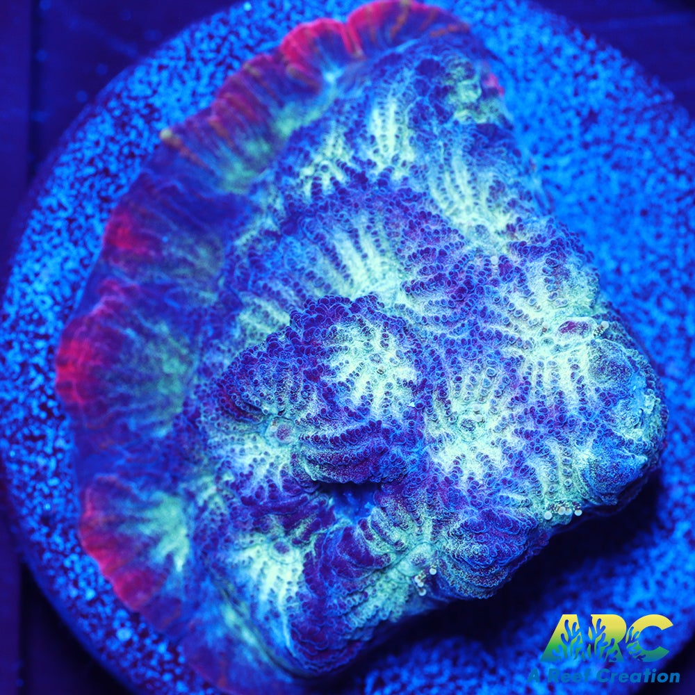 ARC God of War Coral Blue Only