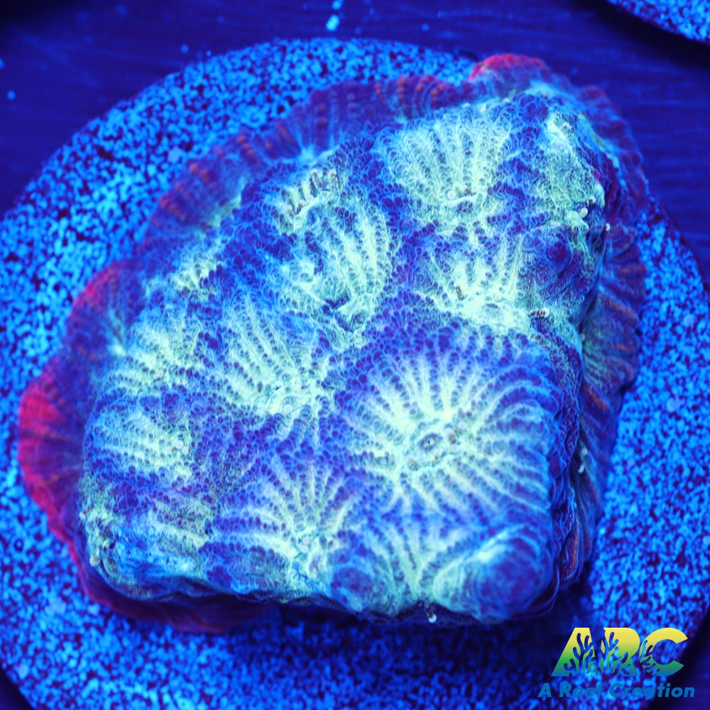 ARC God of War Coral Blue Only