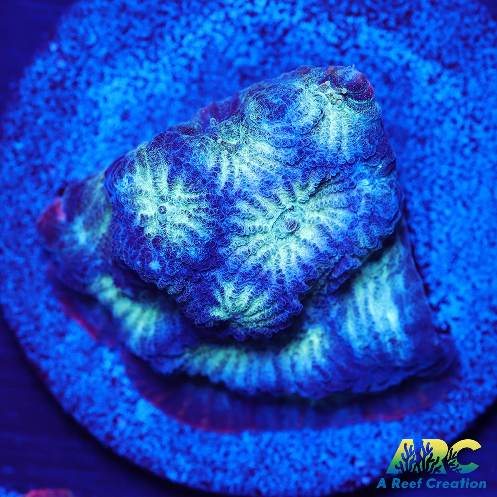 ARC God of War Coral Blue Only