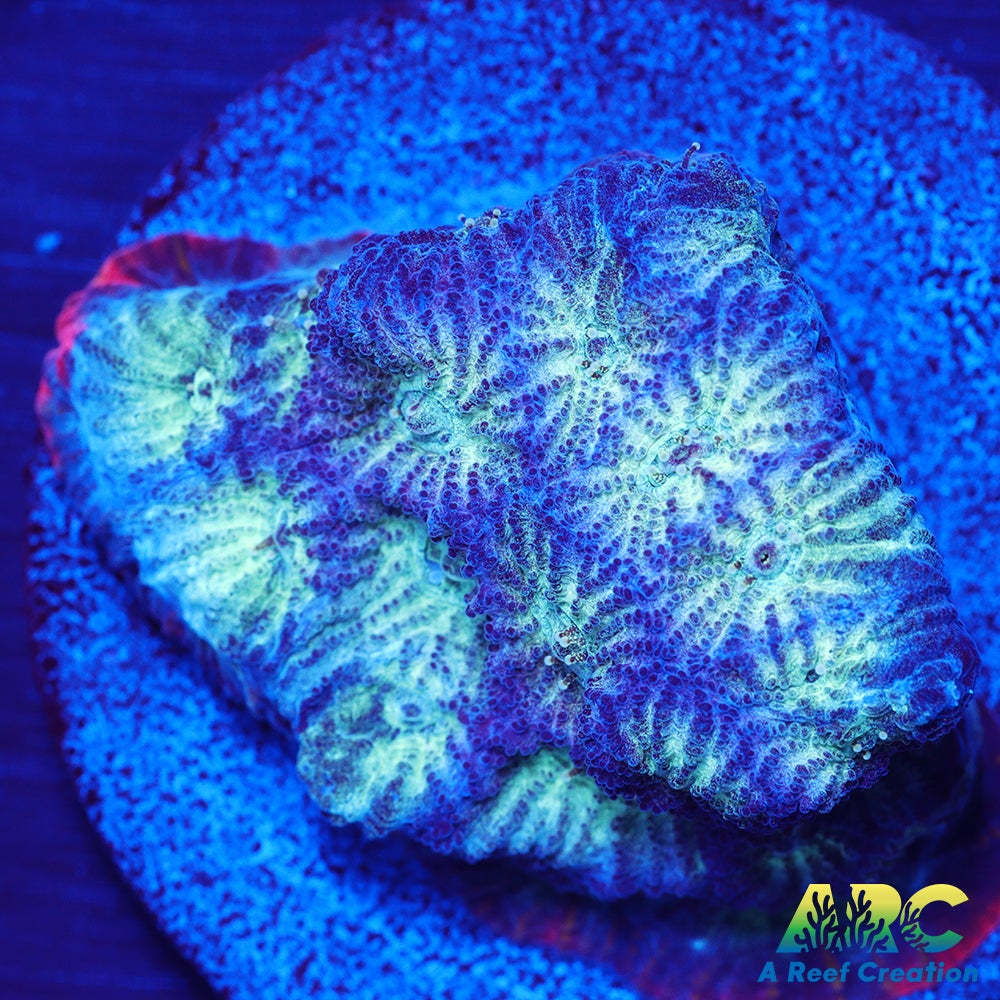 ARC God of War Coral Blue Only