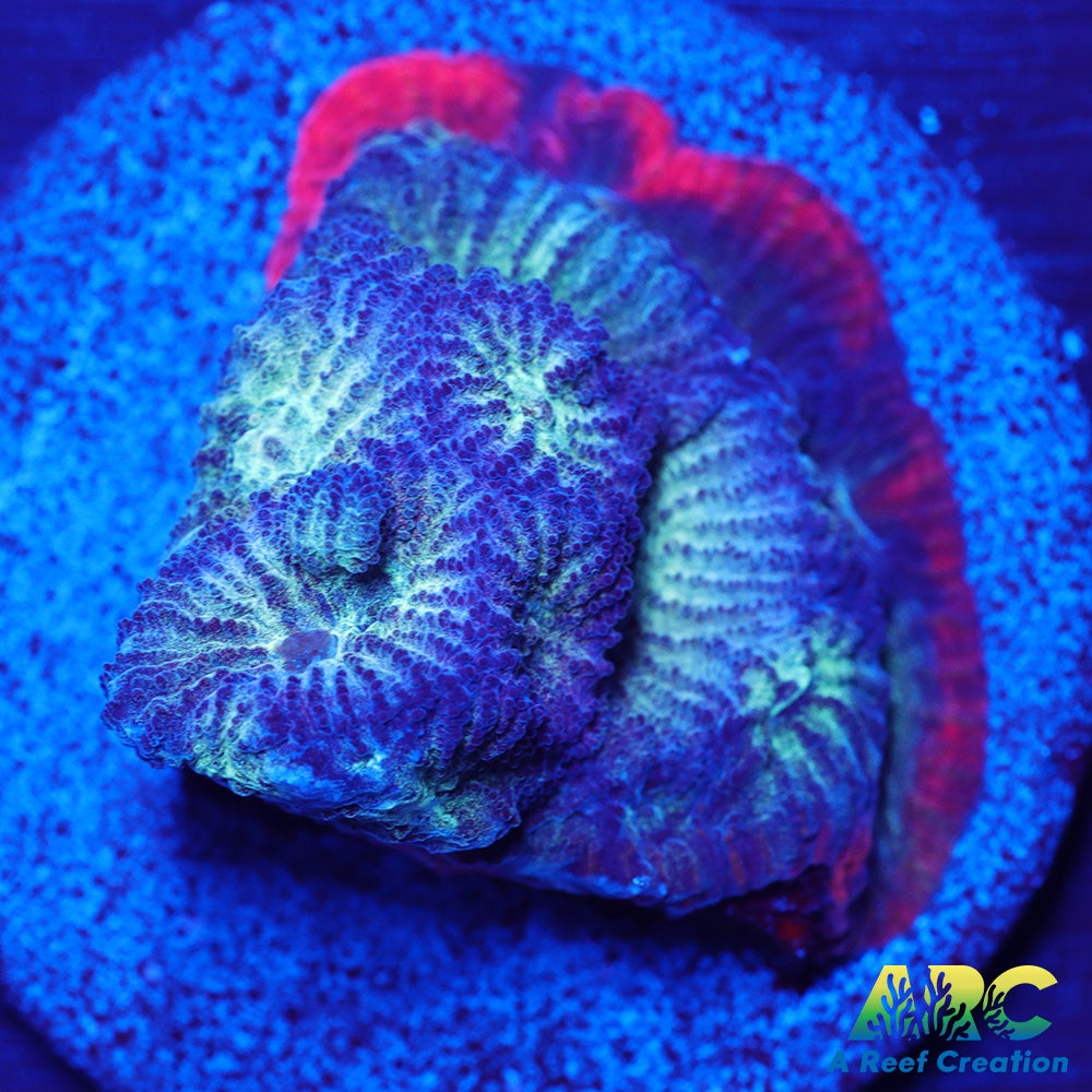 ARC God of War Coral Blue Only