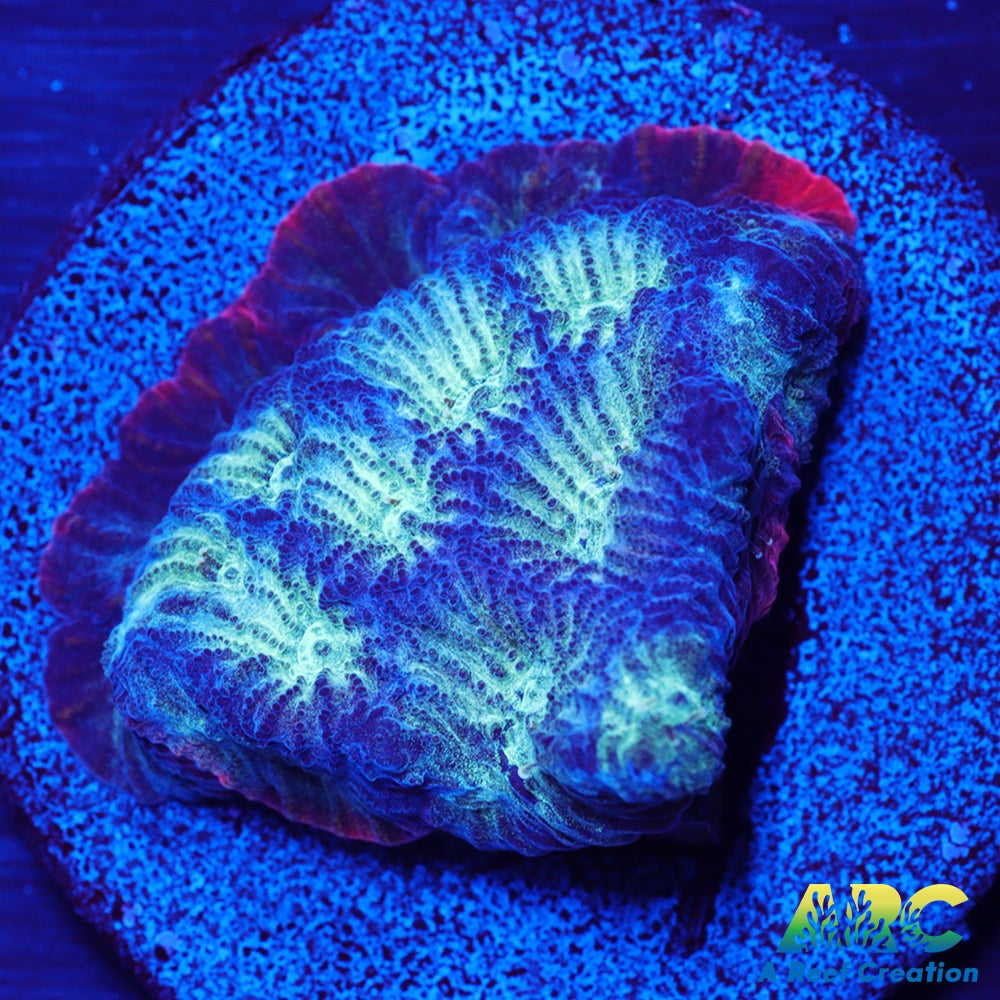 ARC God of War Coral Blue Only