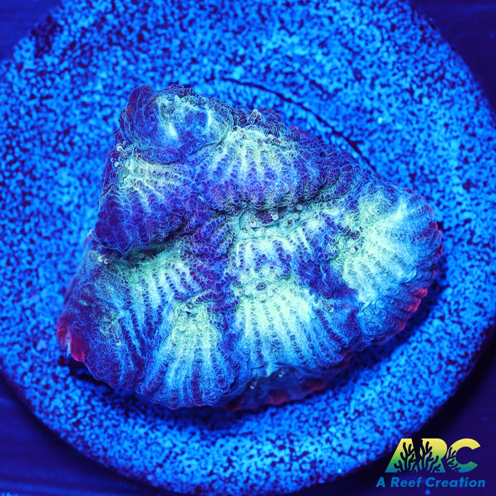 ARC God of War Coral Blue Only