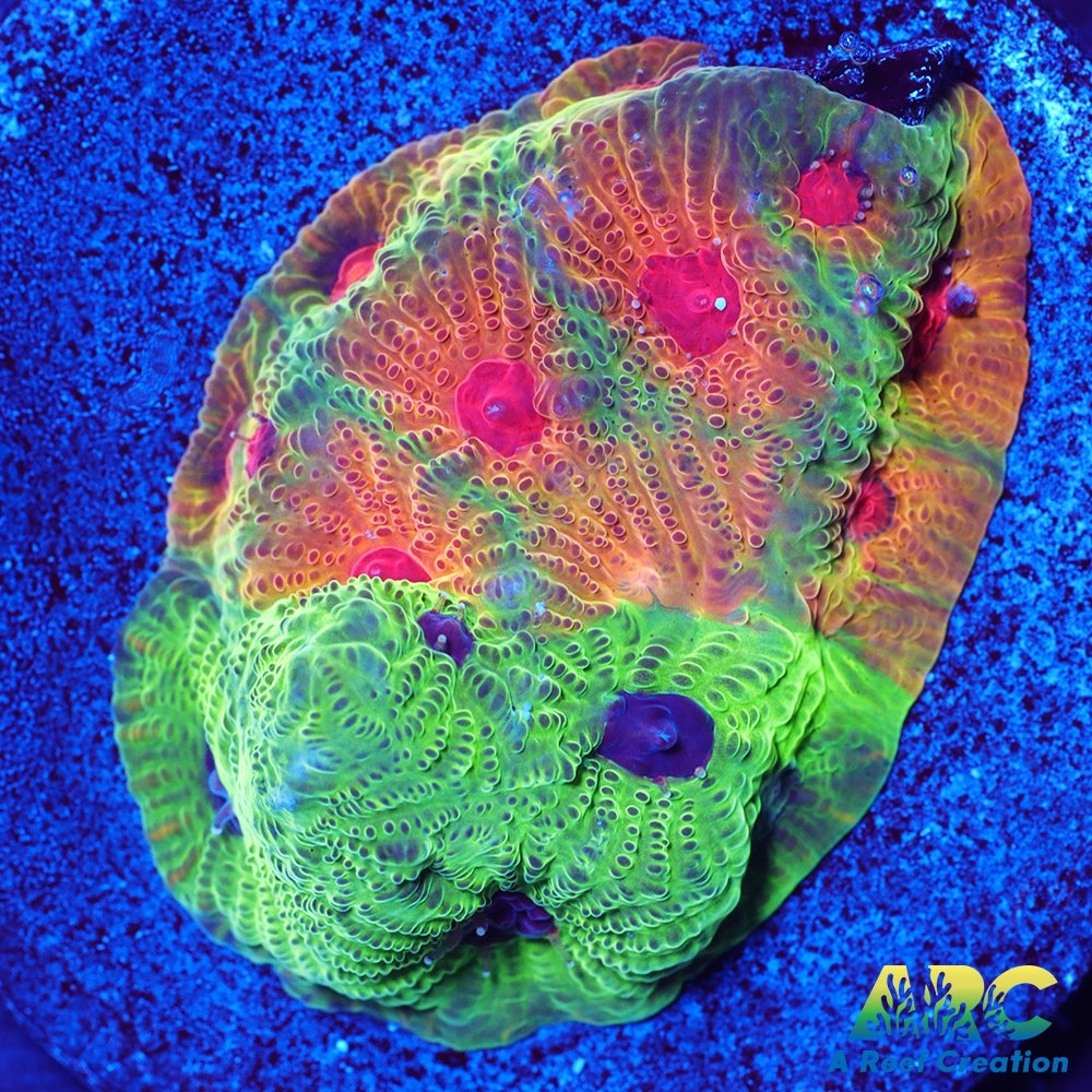 Two Faced Fascination Favites