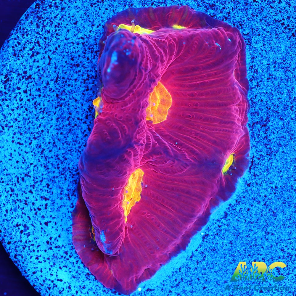 JF Toro Bravo Favites