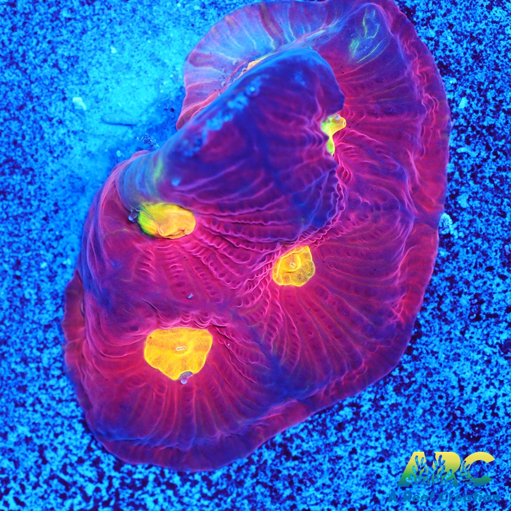 JF Toro Bravo Favites