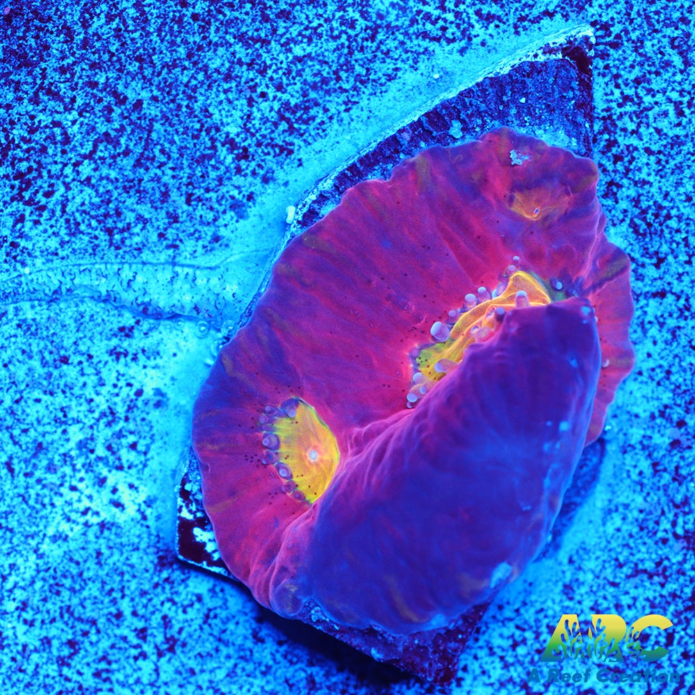 JF Toro Bravo Favites