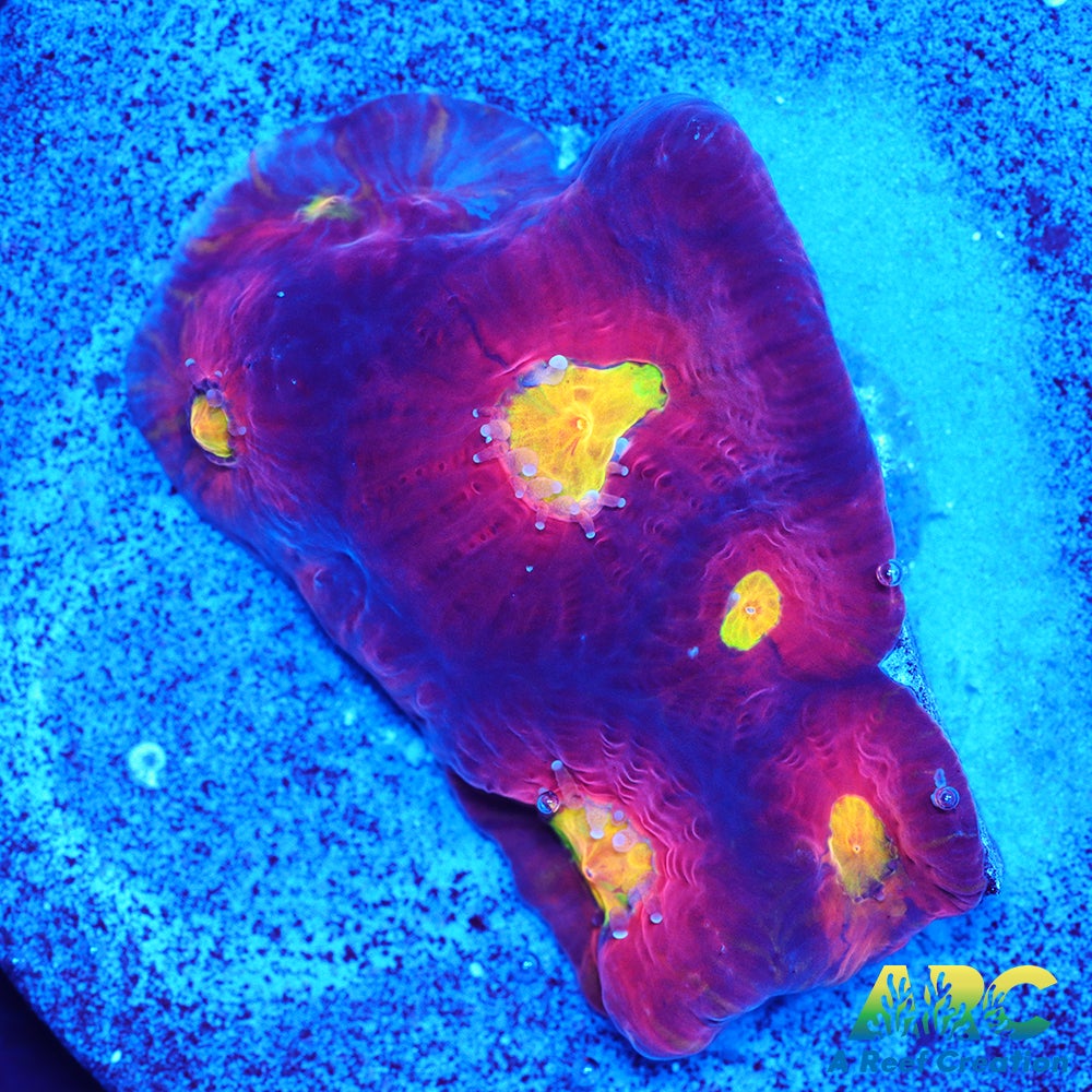 JF Toro Bravo Favites