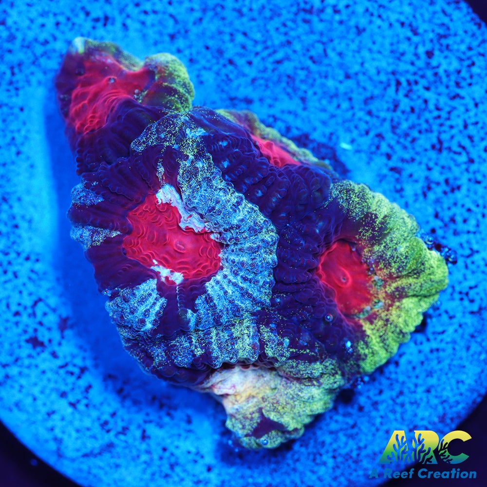 ARC Tie Dyed Favia