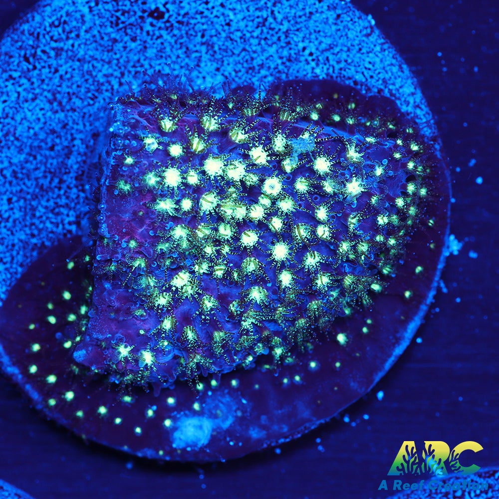 ARC Interstellar Stylo