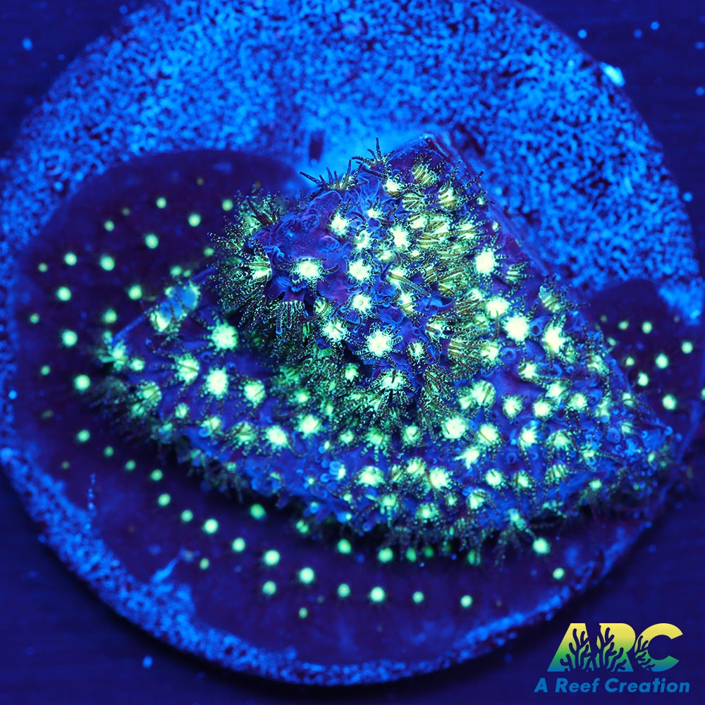 ARC Interstellar Stylo