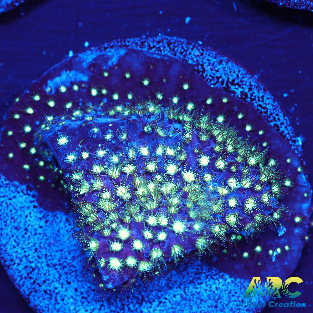 ARC Interstellar Stylo