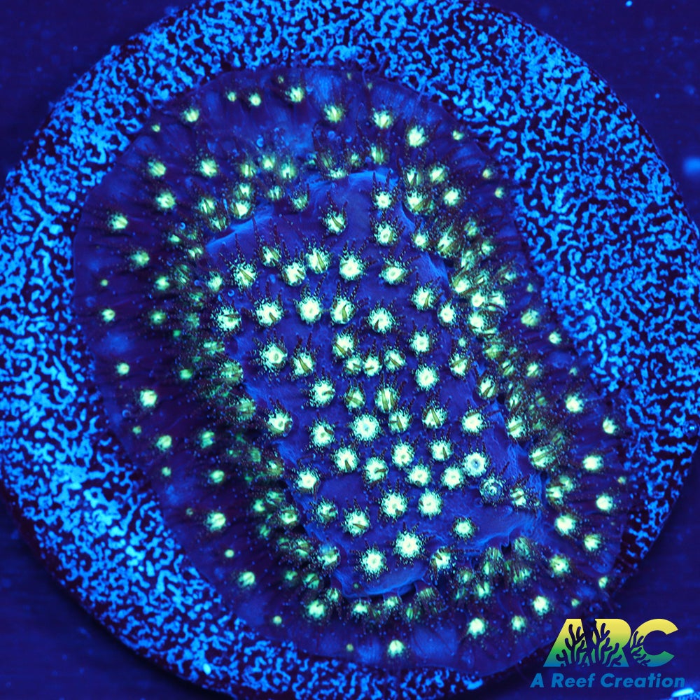 ARC Interstellar Stylo