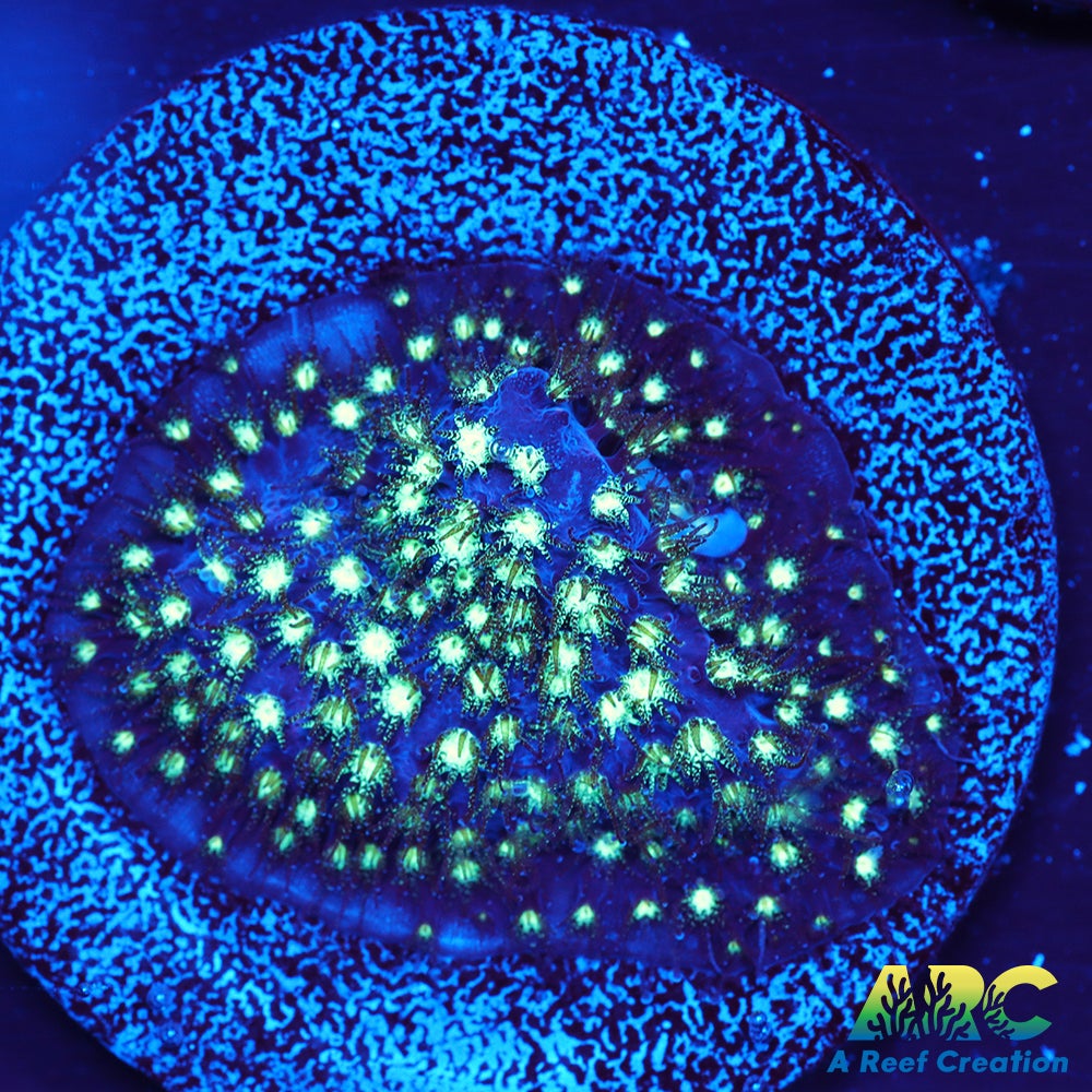 ARC Interstellar Stylo