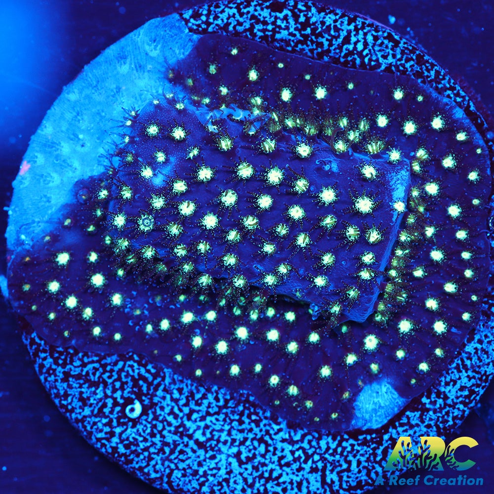 ARC Interstellar Stylo