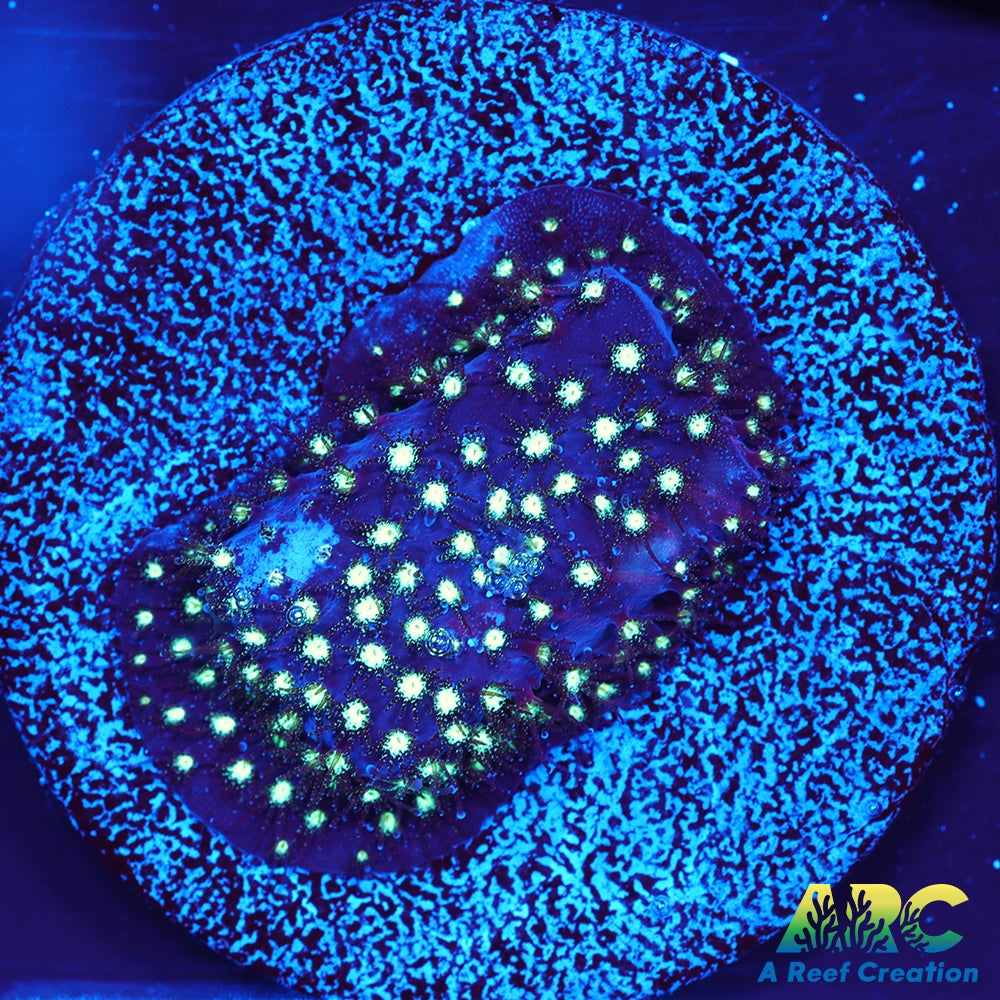 ARC Interstellar Stylo