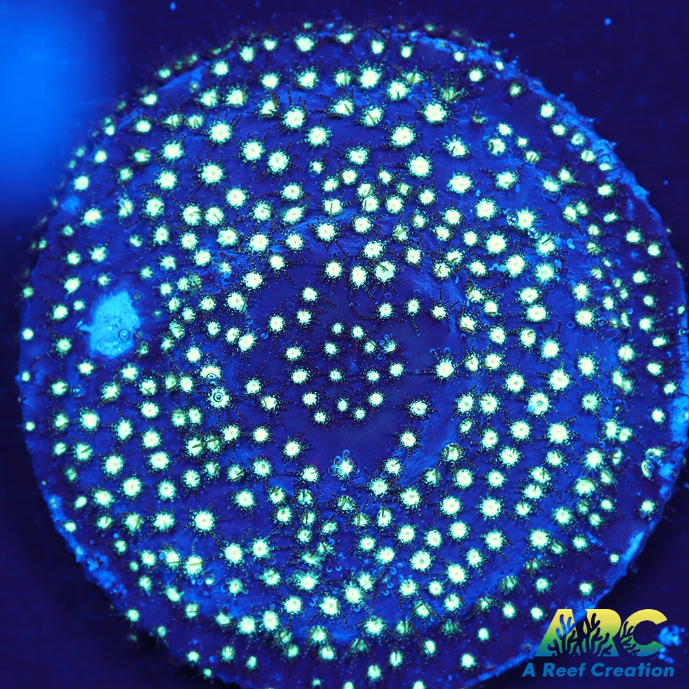 ARC Interstellar Stylo