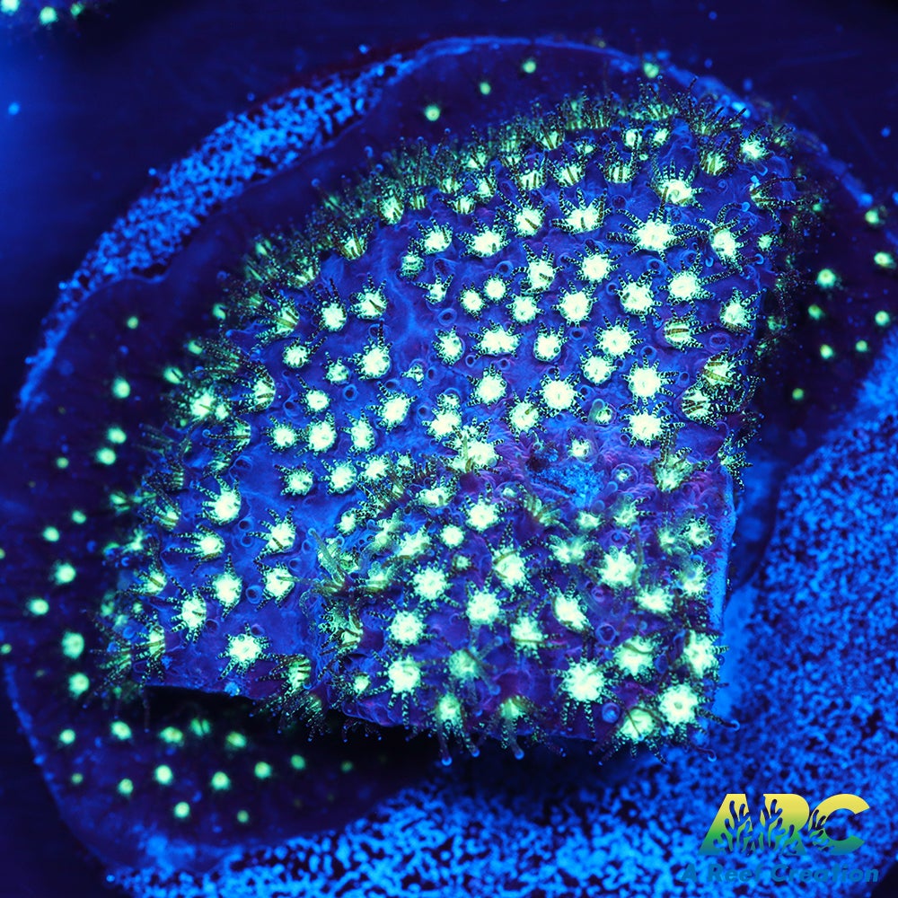 ARC Interstellar Stylo