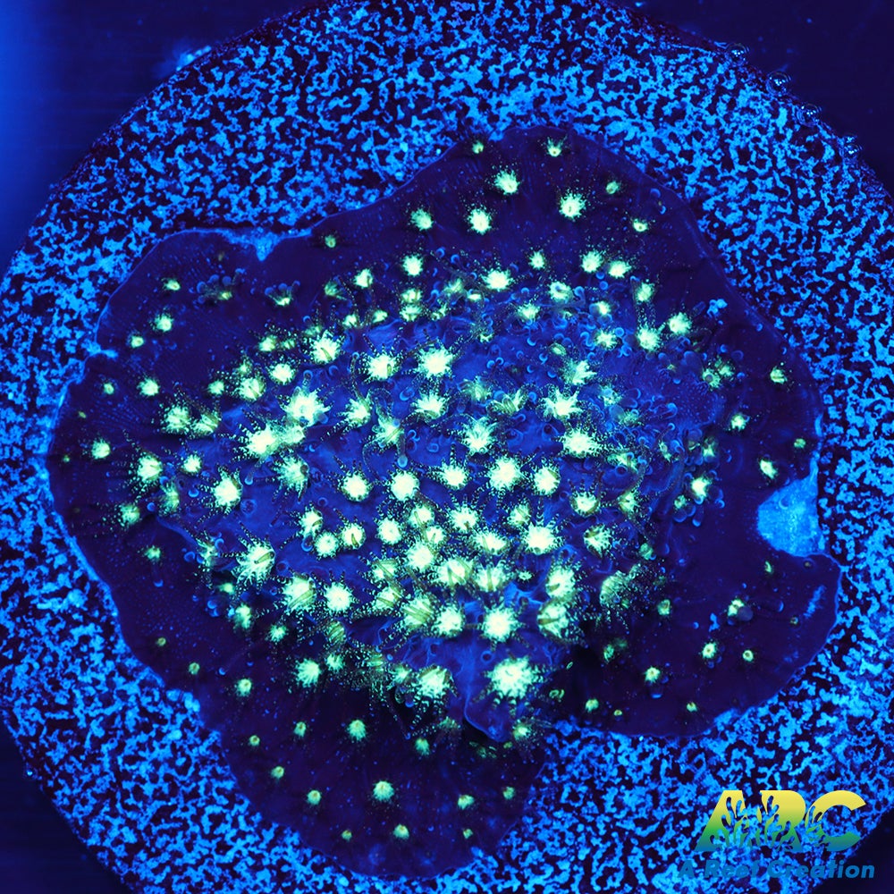 ARC Interstellar Stylo