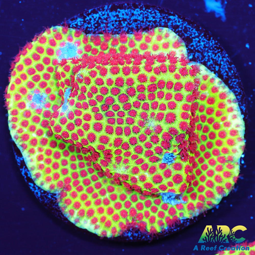 Grinch Porites