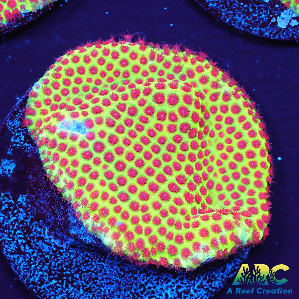 Grinch Porites