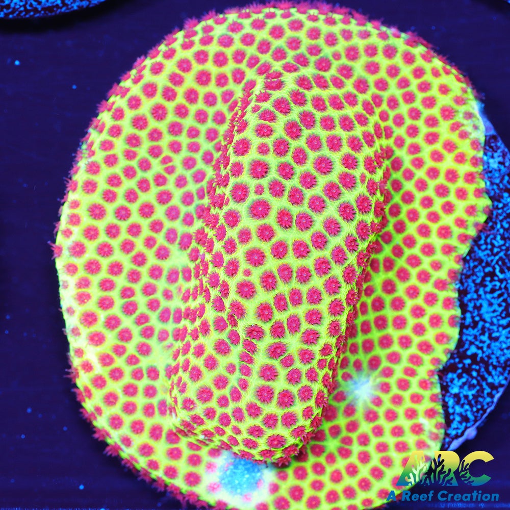 Grinch Porites