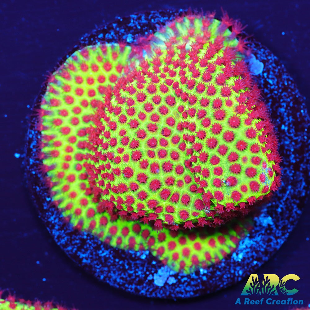 Grinch Porites