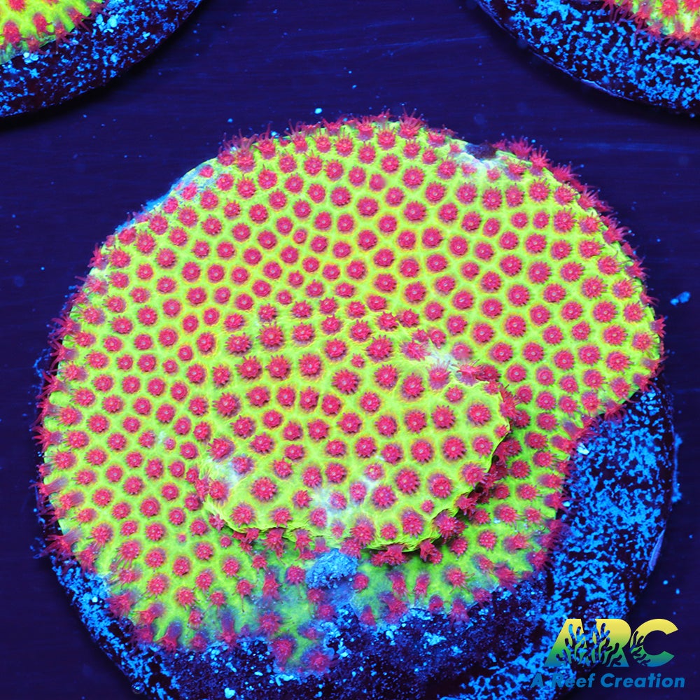 Grinch Porites