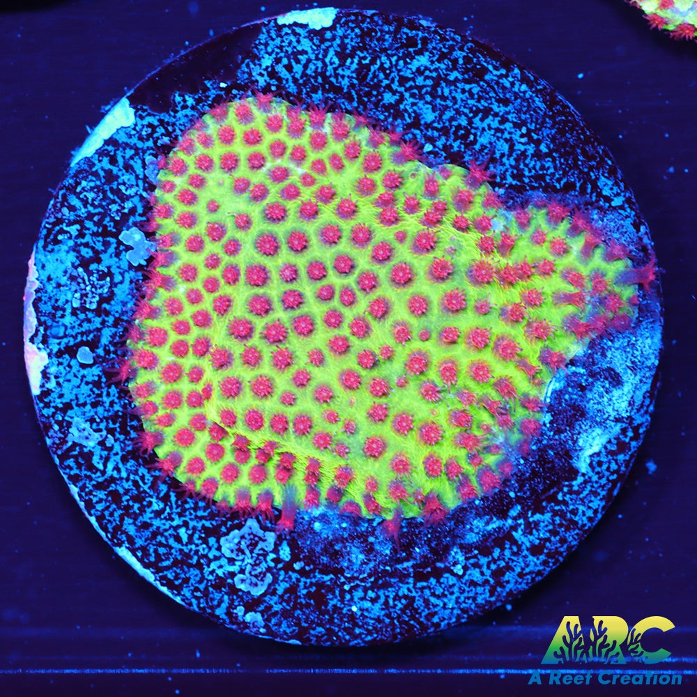 Grinch Porites