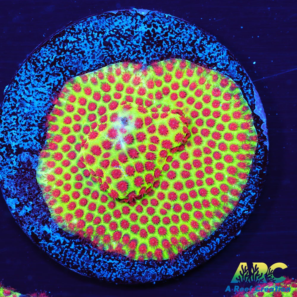 Grinch Porites