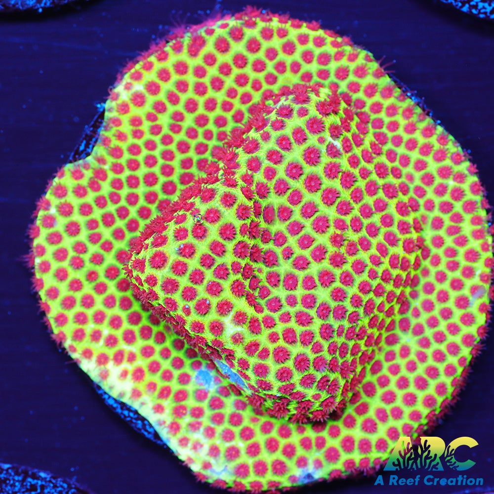 Grinch Porites