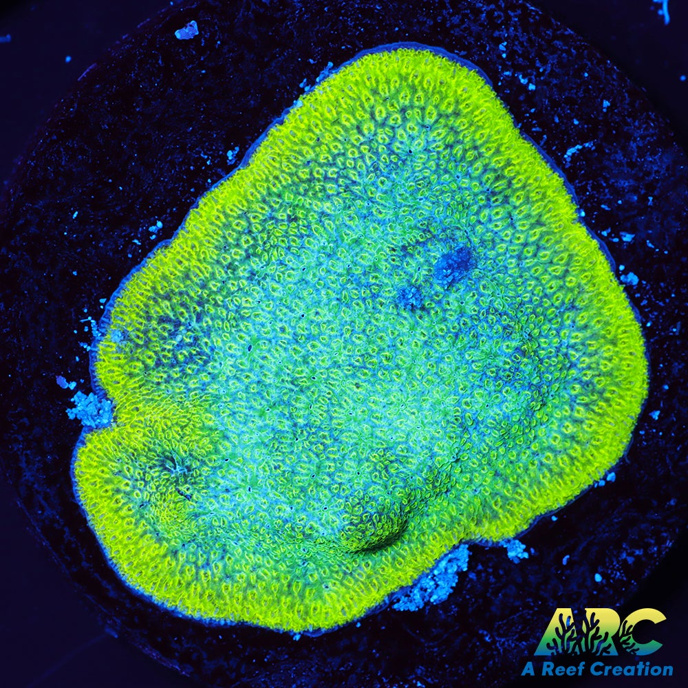 Blues Clues Psammocora