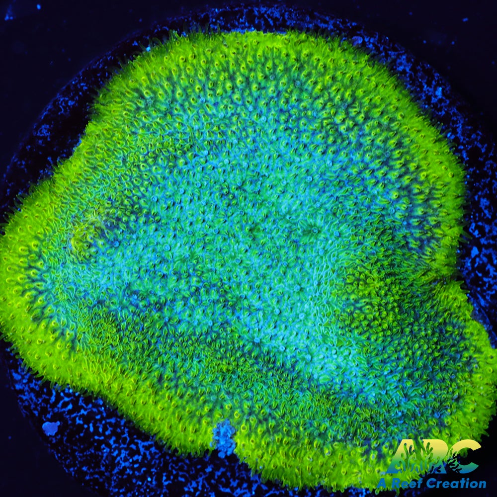 Blues Clues Psammocora