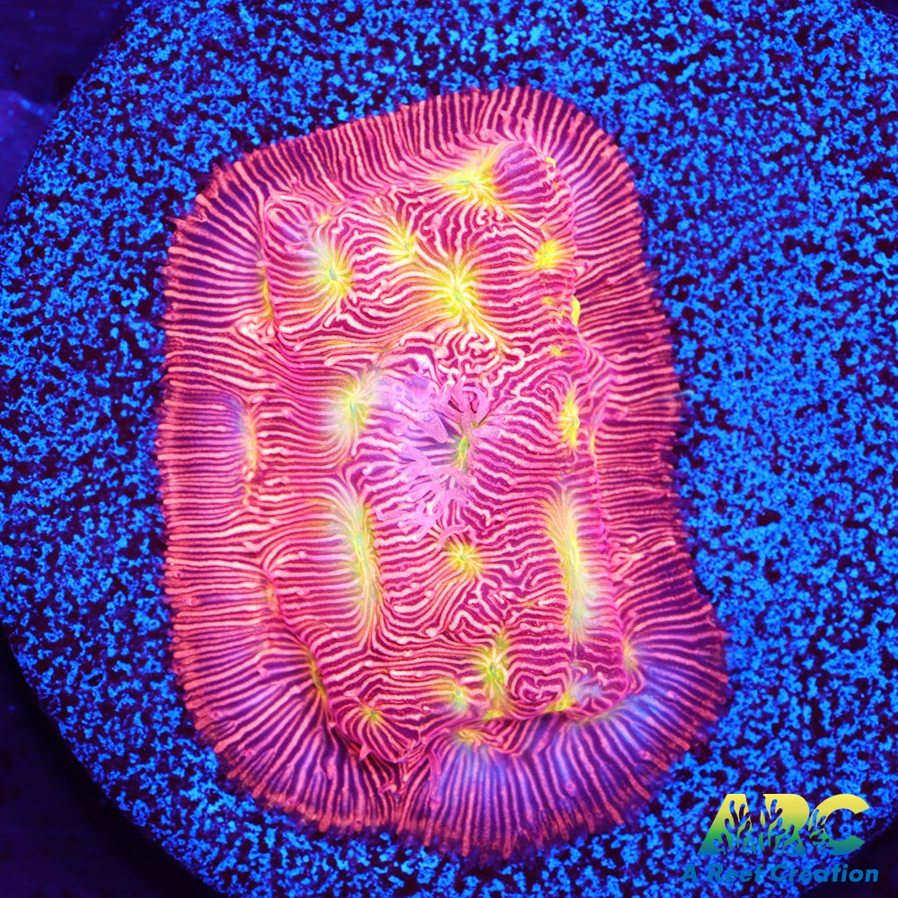 Jack-O-Lantern Leptoseris