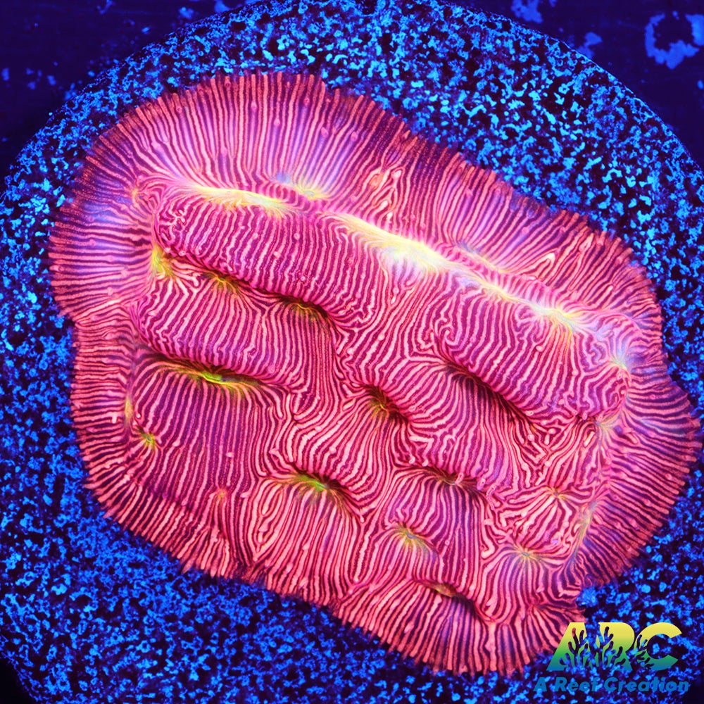 Jack-O-Lantern Leptoseris