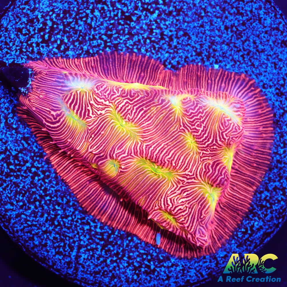 Jack-O-Lantern Leptoseris