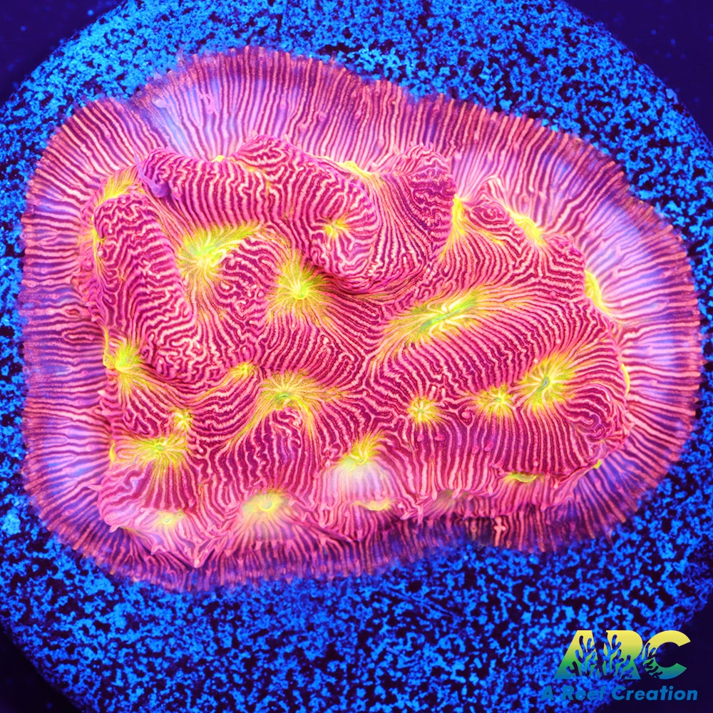 Jack-O-Lantern Leptoseris