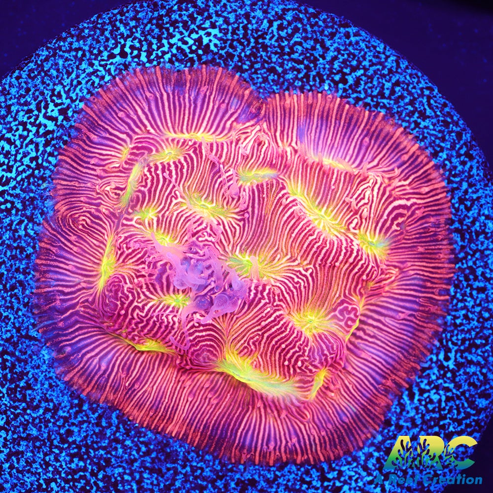 Jack-O-Lantern Leptoseris