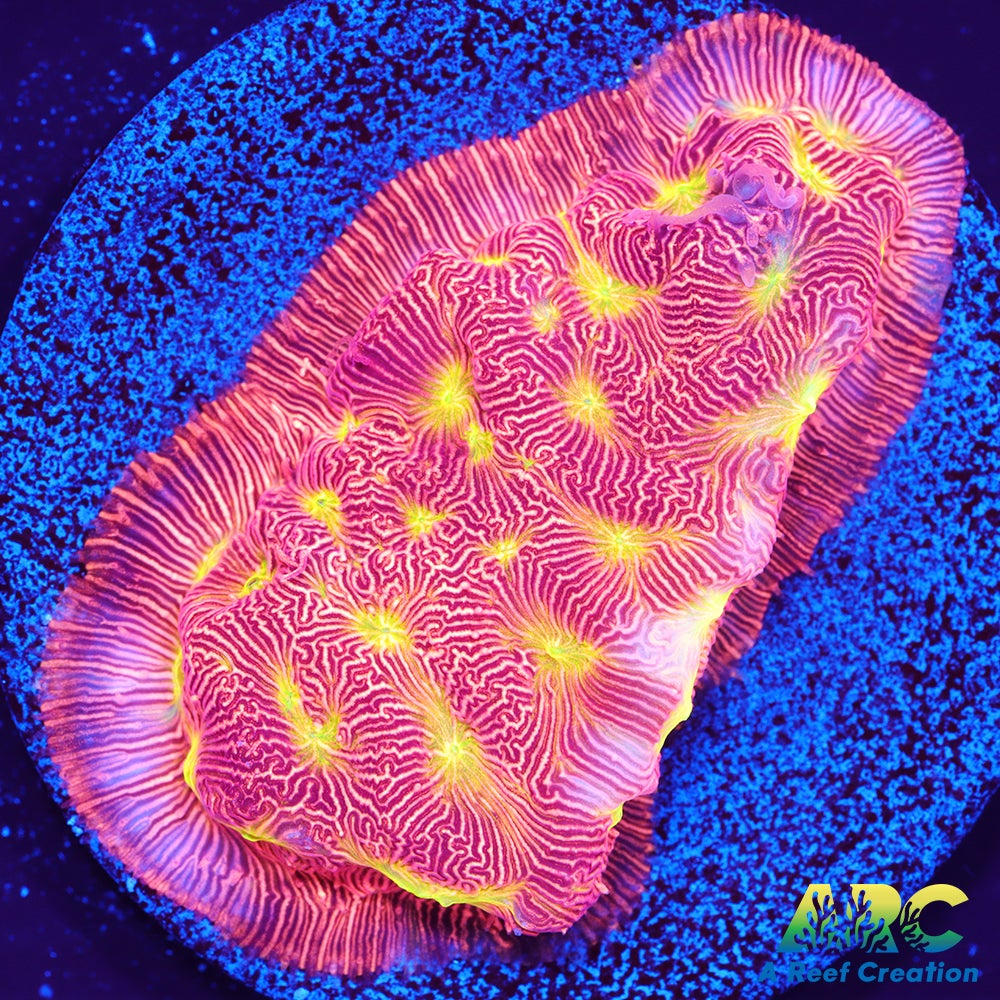 Jack-O-Lantern Leptoseris