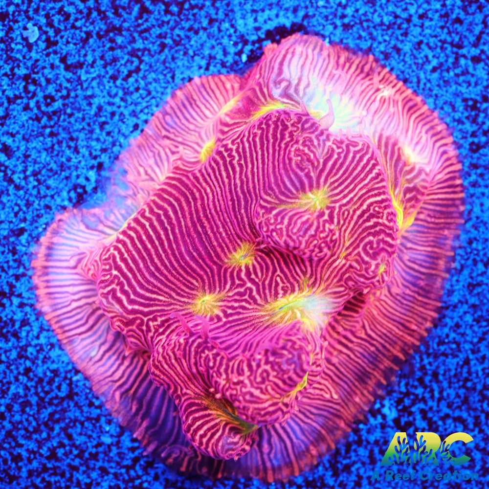 Jack-O-Lantern Leptoseris