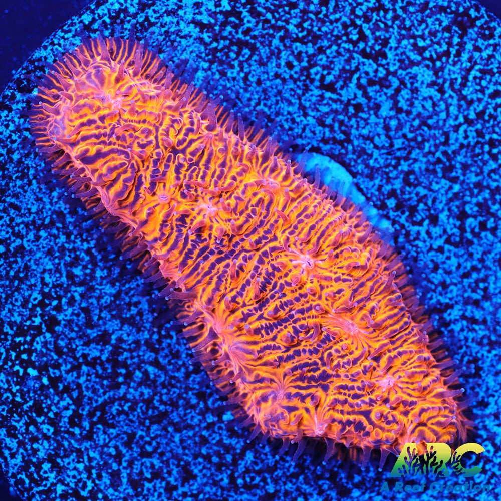 ARC Pumpkin Patch Litho