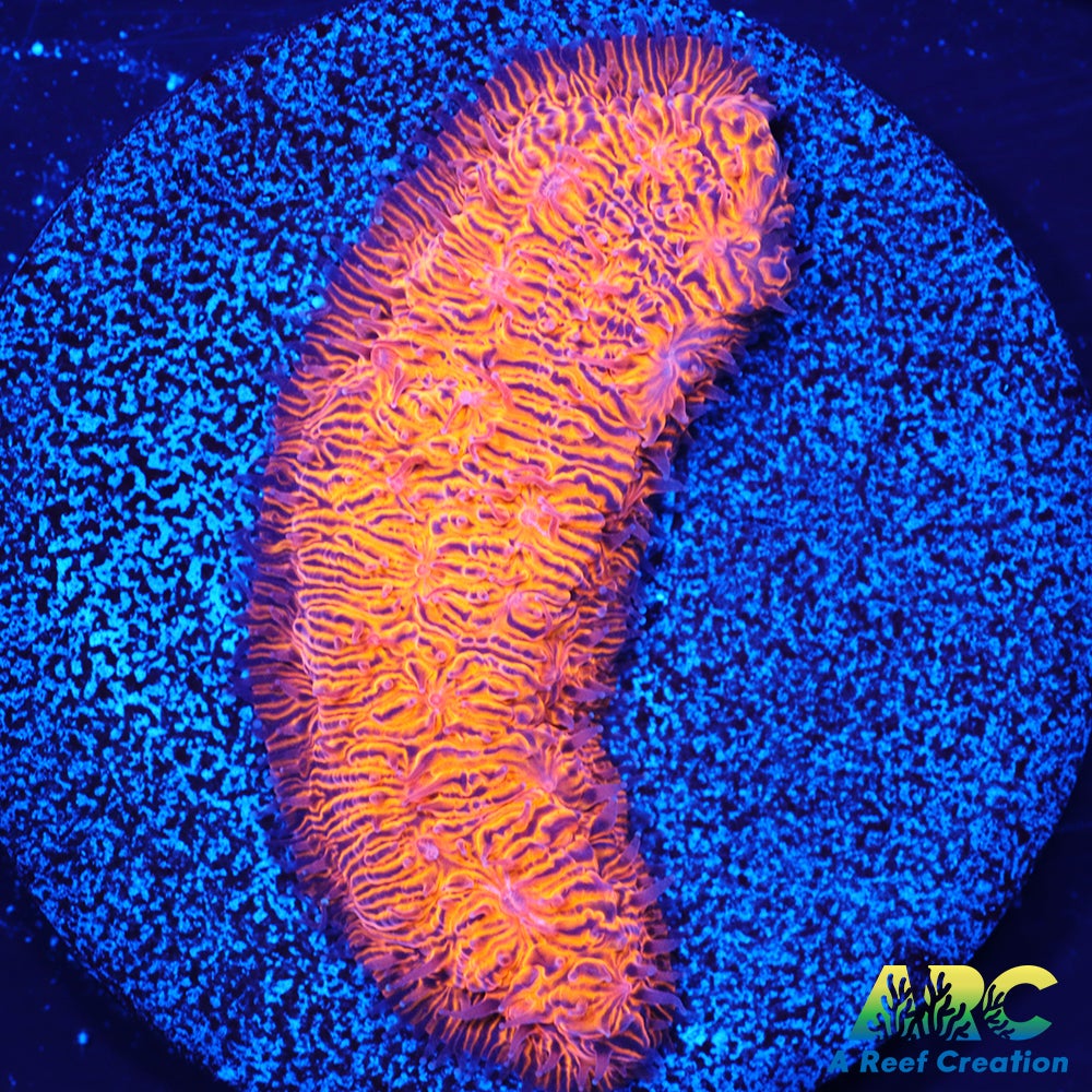 ARC Pumpkin Patch Litho