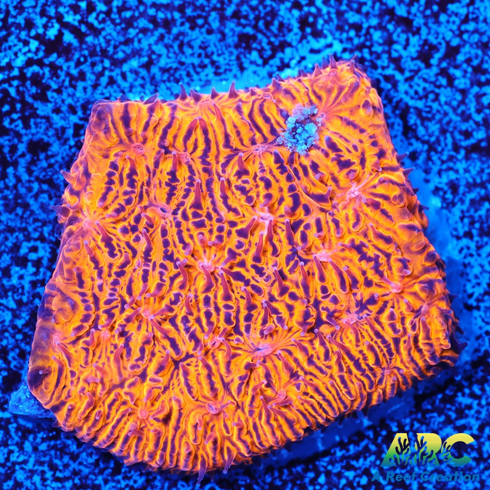 ARC Pumpkin Patch Litho