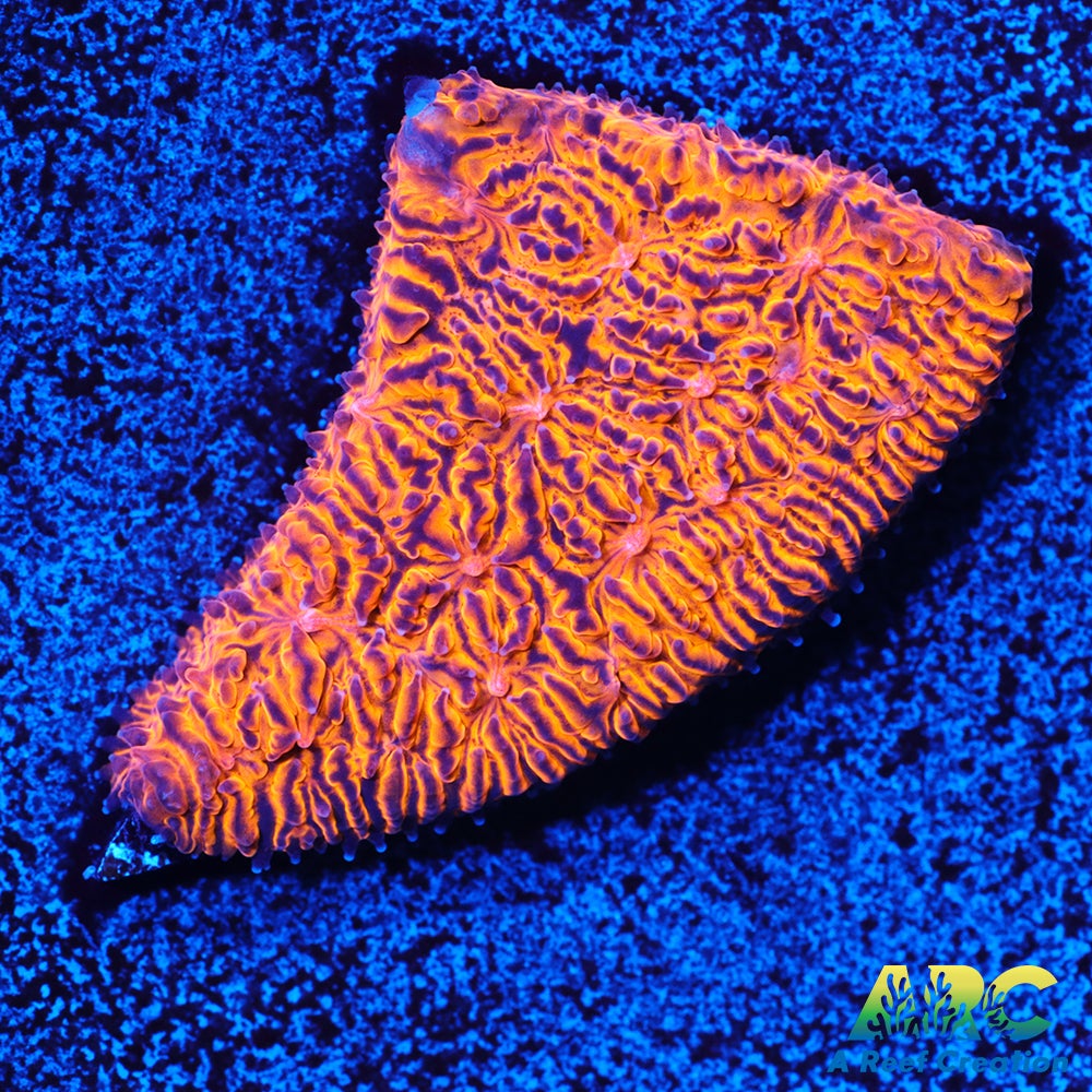 ARC Pumpkin Patch Litho