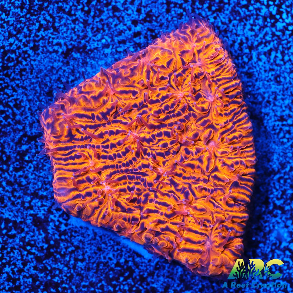 ARC Pumpkin Patch Litho