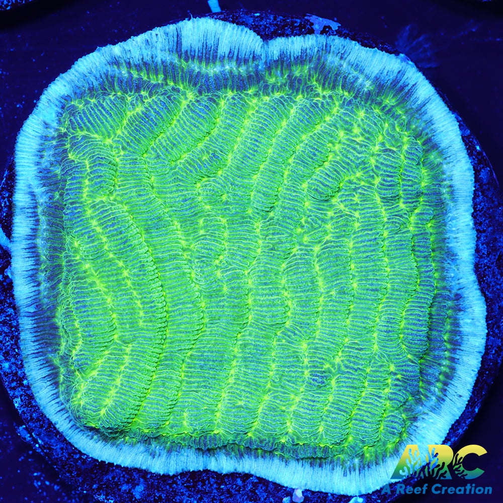 Green Pachyseris