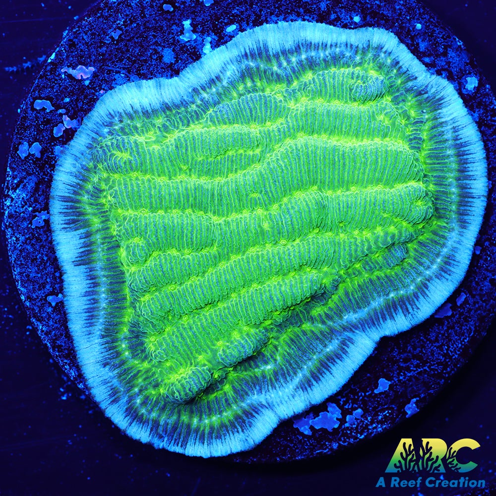 Green Pachyseris