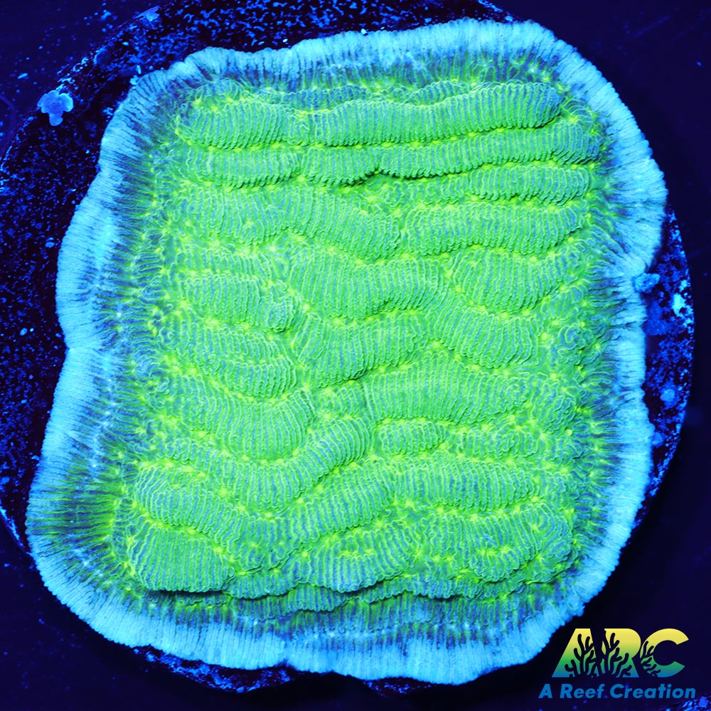 Green Pachyseris