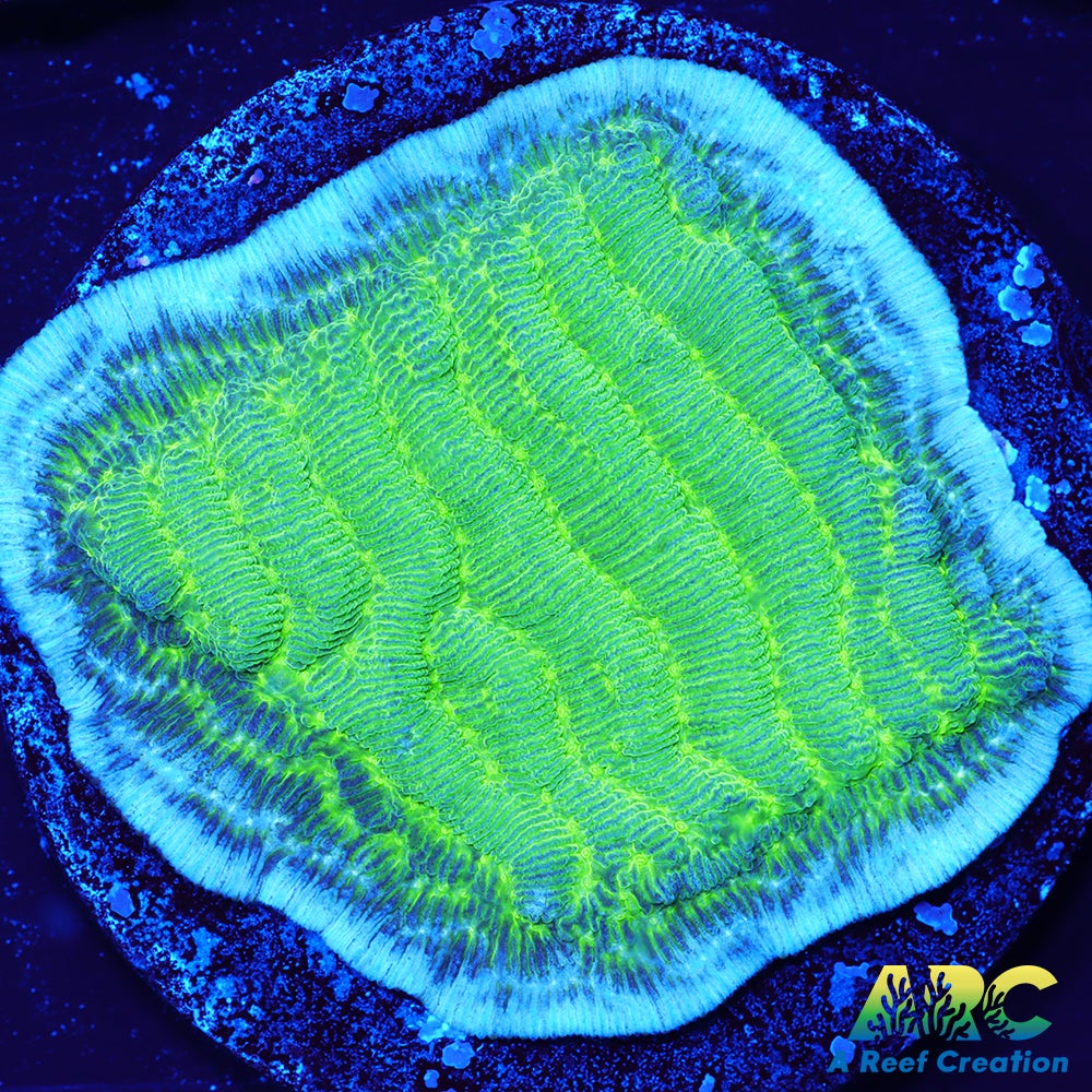 Green Pachyseris
