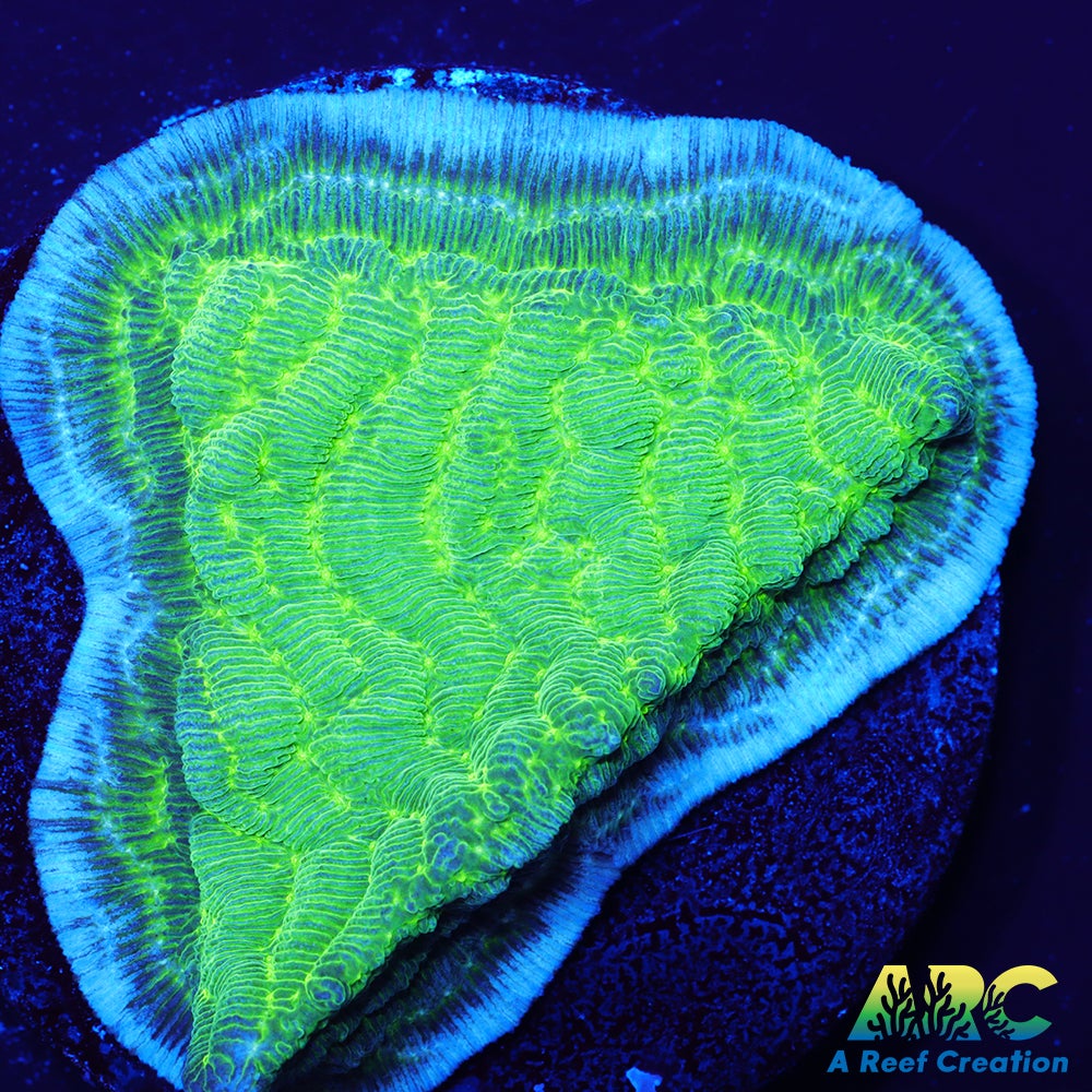 Green Pachyseris